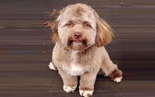 “사람의 영혼이 갇혔나”…‘인면견, 인면묘’ 등장에 발칵 뒤집힌 세상, 알고 보니 뇌의 착각