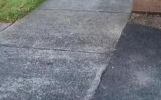 "엄마 어디 가?"…주머니에서 떨어진 새끼 어리둥절(영상)