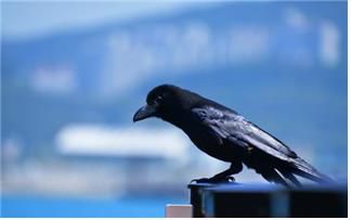 큰부리까마귀[환경부 제공. 재판매 및 DB 금지]