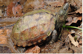 남생이 머리 윗면은 암녹색, 녹회색 또는 흑색을 띠며 특별한 무늬는 없으나 머리 측면 눈 뒤부터 목덜미까지 노란색 줄무늬가 여러 개 있다. 국립생태원 제공
