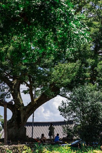 근민헌 팽나무와 느티나무[제주관광공사 제공, 재판매 및 DB 금지]