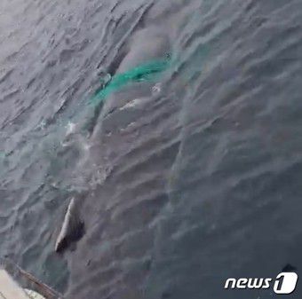 희귀종 '혹등고래'가 경남 홍도 동편 앞바다에서 그물망에 감긴 채 낚시선박 주위를 맴돌고 있다(제보 영상 갈무리)