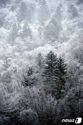 오대산 설경(한국관광공사 제공)