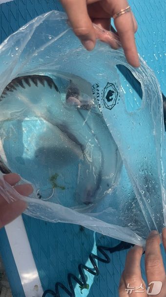 주로 열대지역의 깊은 바다에서 서식하는 해양생물인 '카리나리아 크리스타타(Carinaria cristata)'로 추정되는 해양생물이 제주 앞바다에서 최초 발견됐다.(인스타그램 아이디 '제주놀미' 제공. 재판매 및 DB 금지) 2025.5.29/뉴스1 ⓒ News1 홍수영 기자