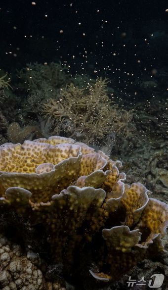 산호가 산란하는 모습(퀸즐랜드주관광청 제공)