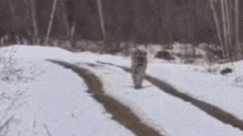 러시아 프리모리예 지역의 한 남성과 마주친 시베리아 호랑이. /데일리메일