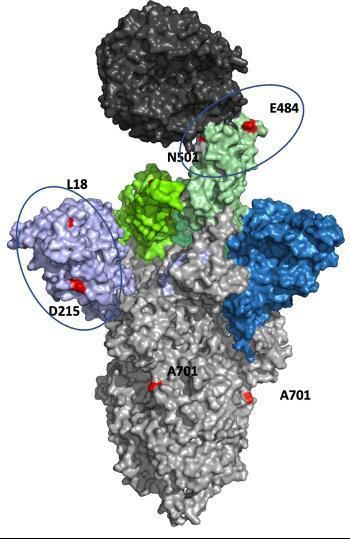 남아공 변이의 스파이크 단백질 돌연변이남아공 변이 신종 코로나의 스파이크 단백질(PDB: 7a94)에 생긴 돌연변이 위치가 적색으로 표시돼 있다.
흐린 청색과 녹색은 각각 N-말단 도메인(NTD)과 수용체 결합 도메인(RBD)이다.
흑색은 인간 세포의 ACE2 수용체, 회색은 스파이크 단백질의 나머지 부분이다. 
[ UC Riverside Godzik lab / 재판매 및 DB 금지 ]