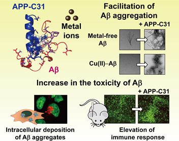 아밀로이드 전구체 C 말단 절단체(APP-C31)가 알츠하이머 병리 인자들의 기능에 미치는 영향.[KAIST 제공]