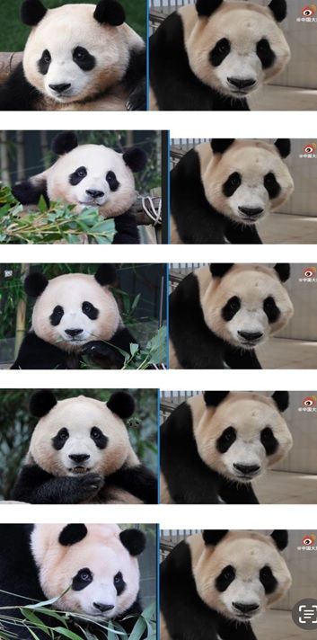 에버랜드에 있을 때(왼쪽)와 작년말 선수핑기지에 있을때 비교. “구타에 의한 함몰”을 주장하는 팬들도 있었다. 지금의 푸바오는 작년 말 보다 더 살이 빠져있는 상태다.