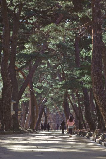 저자가 “소나무들이 바람처럼 굽어있다”고 소개한 경남 양산 통도사의 무풍한솔길. 사진|백홍기 작가·마음의숲 제공