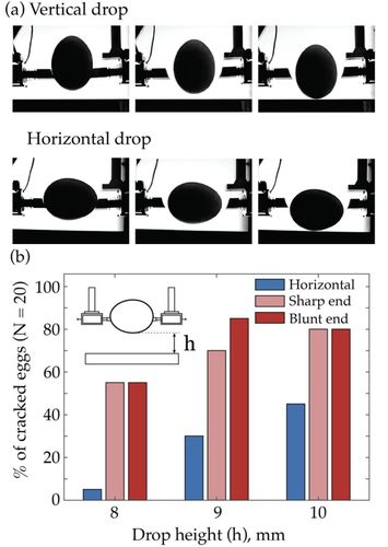 달걀을 세로 방향과 가로 방향으로 떨어뜨리는 실험 및 결과 [Communications Physics / Tal Cohen et al. 제공. 재판매 및 DB 금지]