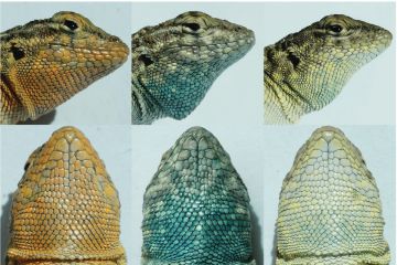 북미 서부 건조지대에 서식하는 옆줄무늬도마뱀 수컷은 목 피부 색깔에 따라 세 종류로 나뉜다. 이들은 번식 전략이 다른데 주황색(왼쪽)은 파란색(가운데)을 이기고 파란색은 노란색(오른쪽)을 이기고 노란색은 주황색을 이기는 가위바위보 관계이다. 사진출처: ‘사이언스’