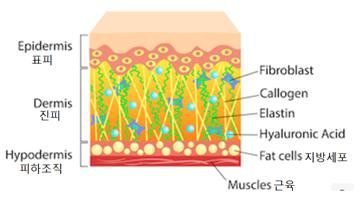피부의 구조. [자료 이태호]