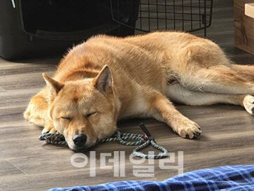 청주 개농장에서 도살 직전 구조 된 후 캐나다로 해외 입양간 진돗개의 모습(사진=휴메인 월드 포 애니멀즈)