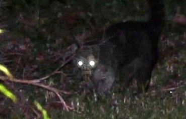 마을의 가축들이 잇따라 의문의 죽음을 당하고 있는 가운데 한 마을에서 찍은 동물 사진. 일각에서는 전설의 흡혈괴물 추파카브라라는 주장이 나왔다. 시우다다노디아리오 제공