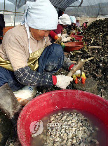 굴까는 아낙네[연합뉴스 자료 사진]