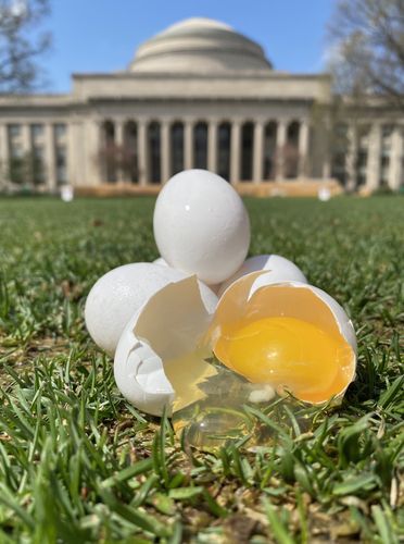 MIT 그레이트 돔 앞 실험에서 사용된 달걀[Communications Physics / Tal Cohen et al. 제공. 재판매 및 DB 금지]