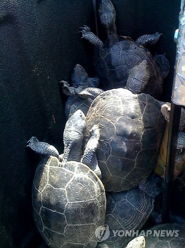 JFK공항 활주로에서 포획된 거북. AP=연합뉴스