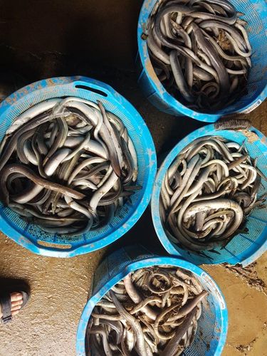 바구니로 퍼낸 죽은 장어[민물장어 양식 수협 제공. 재판매 및 DB 금지]