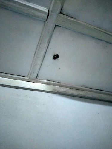 집 안으로 날아온 총알의 흔적이라고 네티즌이 SNS에 올린 사진.[트위터 캡처. 재판매 및 DB 금지]