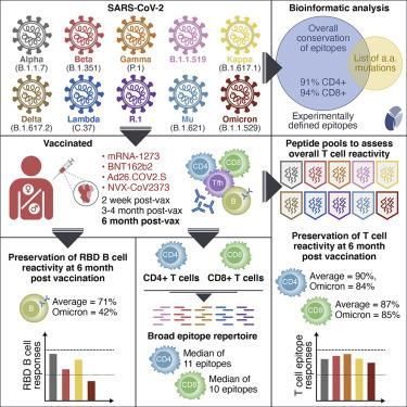 백신 접종자 T세포 면역반응 6개월 후에도 유지백신 접종으로 유도된 T세포(CD4+, CD8+)의 면역반응이 접종 완료 6개월 후에도 알파·베타·델타 변이에 대해서는 87∼90%, 오미크론 변이에 대해서는 84∼85% 수준으로 유지되는 것으로 나타났다. [미국 LA JOLLA INSTITUTE FOR IMMUNOLOGY 제공. 재판매 및 DB 금지]