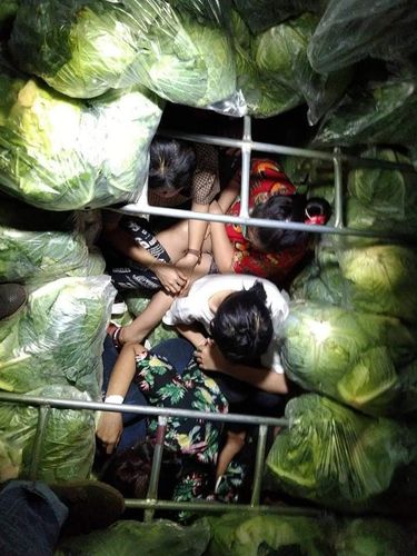 배추 봉지 더미 안에 숨어 태국으로 몰래 들어오려던 미얀마인들.[Phopphrapost 페이스북 캡처. 재판매 및 DB 금지]