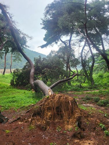 명승 '공주 고마나루' 피해 현황 나무가 쓰러진 모습 [문화재청 제공. 재판매 및 DB 금지]