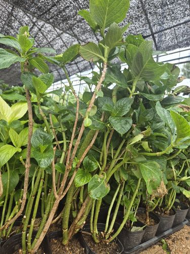 수국[민주노총 공공운수노조 한국마사회지부 부경지회. 재판매 및 DB 금지]