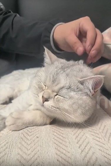 [뉴시스] 무사히 착지한 고양이 (사진=뉴스플레어) *재판매 및 DB 금지