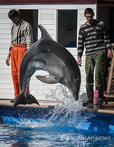 2014년 크림반도에서 군사작전에 투입되기 위한 훈련을 받는 돌고래[EPA 연합뉴스 자료사진. 재판매 및 DB금지]