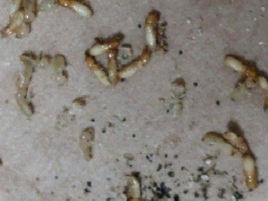 작년 4월 서울 금천구에 있는 물류창고에서 발견된 외래 흰개미의 모습 [연합]