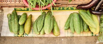 오동통 짧고 굵은 생김새… ‘토종오이’ 고소함은 남달라