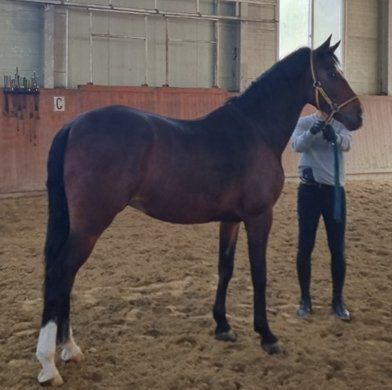 낙찰되기 전 모 승마 센터에서 지내고 있던 ‘라우싱 1233’. 온비드 캡처