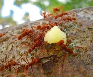 끝나지 않은 코로나 위기가 2차 쇼크로 나타날 때는 낭패를 볼 수 있습니다. 초보 개인개인투자자들이 붉은 개미로 승리하려면 몇가지 주의해야 합니다. [사진 pexels]
