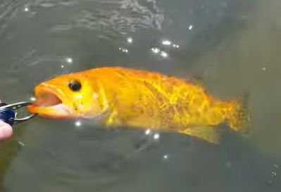 황쏘가리,[유튜브 영상 갈무리]