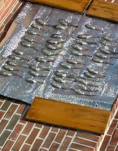 사진=이효리 인스타그램