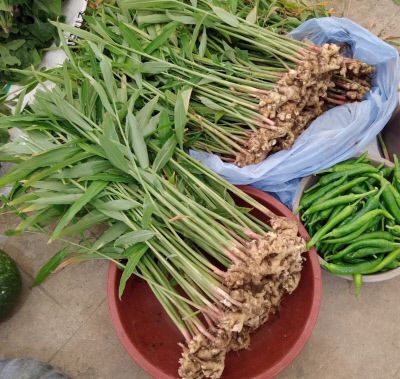 작고 아린 맛 적은 ‘토종 생강’ 잎과 줄기에도 성분이 가득 뿌리로 알고 있는 덩이줄기와 땅 위 줄기까지 버릴 게 없다