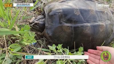 늑대거북 [사진출처=유튜브 채널 '정브르']