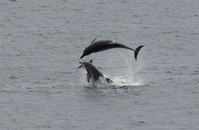 2022년 9월 포착된 남방큰돌고래 턱이(아래쪽)의 모습. 제주대학교 고래·해양생물보전연구센터·다큐제주 제공