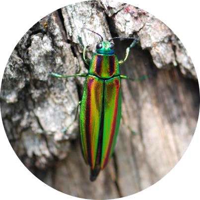 자연 상태의 비단벌레.   국가유산청 제공