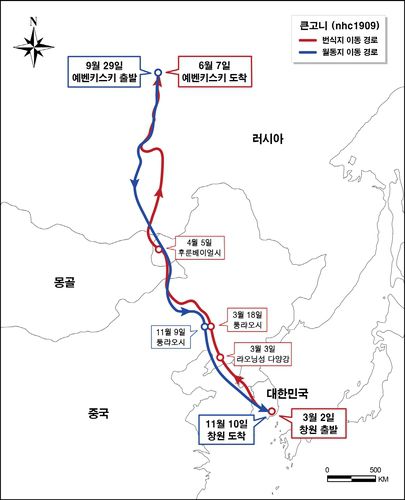 큰고니 이동 경로[국립문화재연구소 제공. 재판매 및 DB 금지]