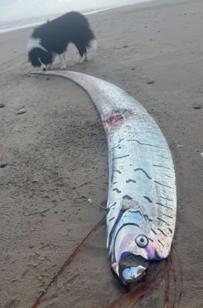 [출처=영국 가디언지]