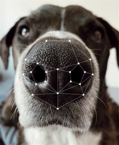 개의 코무늬[창원시 제공. 재판매 및 DB 금지]