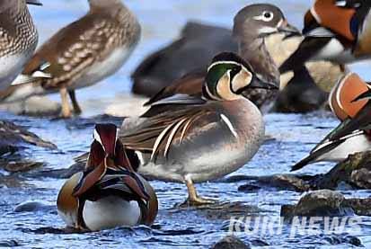원앙무리에 섞여 있는 가창오리