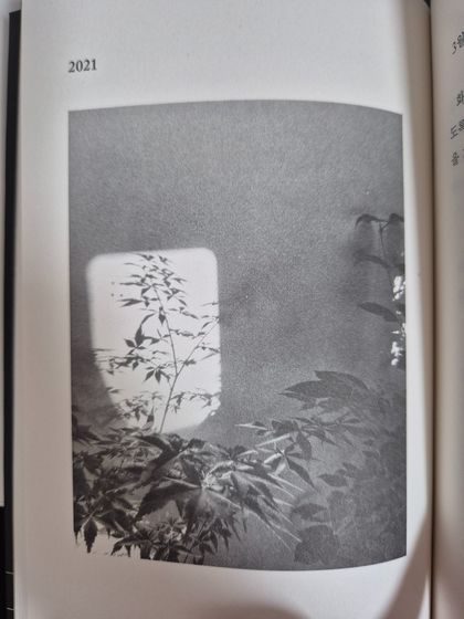 한강 작가의 신간에 수록된 식물 사진. 작가가 2021년에 직접 촬영했다. 사진 속 거울의 반사광이 창문처럼 보인다. 사진 문학과지성사
