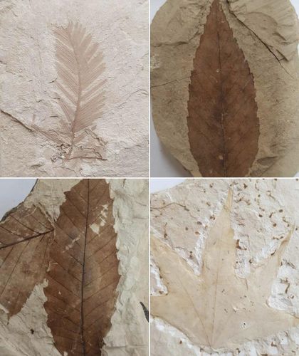 '포항 금광동층 신생대 화석산지'에서 나온 화석들 왼쪽 상단부터 시계 방향으로 메타세쿼이아 화석, 너도밤나무 화석, 단풍나무 화석, 참나무 화석 [문화재청 제공. 재판매 및 DB 금지]