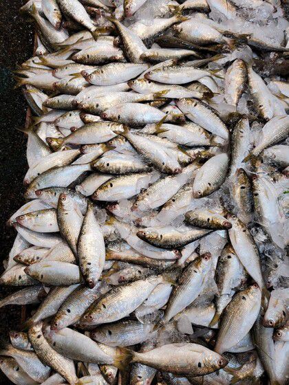 값이 싼 탓에 오히려 여름엔 만나기 힘든 햇전어. 이마트가 18~24일 할인행사에 나선다. 이마트 제공