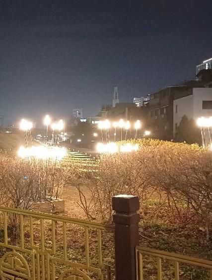 갈대모양 조명 오브제[송파구 제공. 재판매 및 DB 금지]