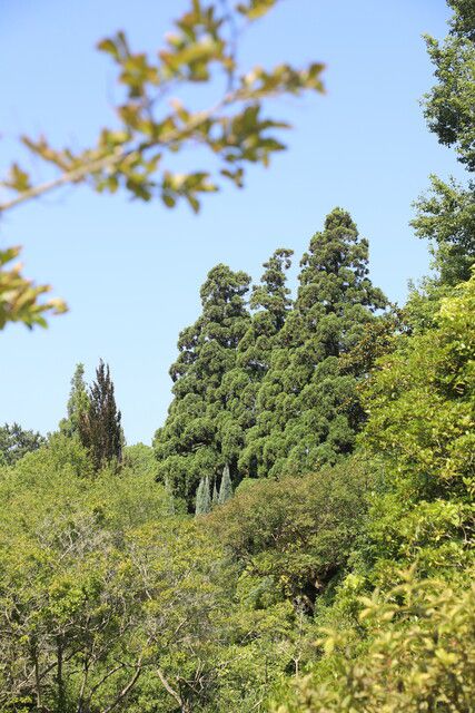 세 그루가 나란히 서있는 삼나무 ‘요시노’의 모습. 천리포수목원 제공
