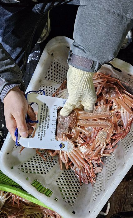 경북 포항해경이 지난 해 12월1일부터 오는 3월2일까지 대게류 불법 포획.유통사범 집중 단속을 하고 있는 가운데 현재까지 불법사범 7명을 검거한 것으로 전해졌다.[사진=포항해경] 2026.01.21 nulcheon@newspim.com